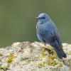 Skalnik modry - Monticola solitarius - Blue Rock-Thrush 4937